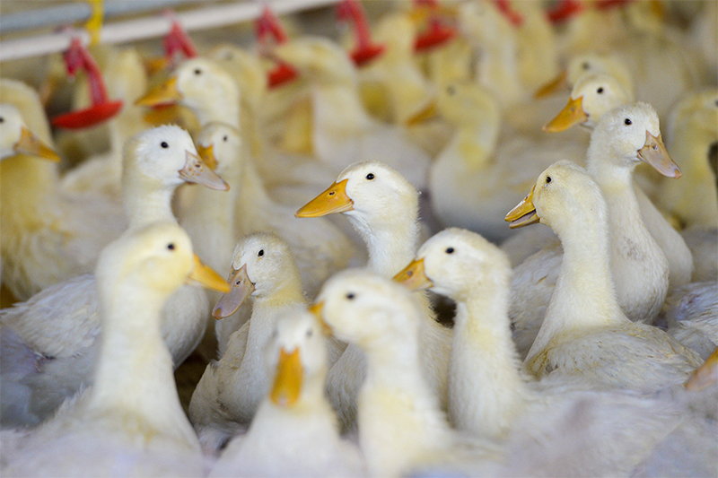 鴨子是如何養(yǎng)殖的？有哪些技術(shù)？